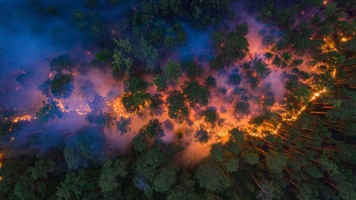 Siberia padece un desastre ambiental cada temporada