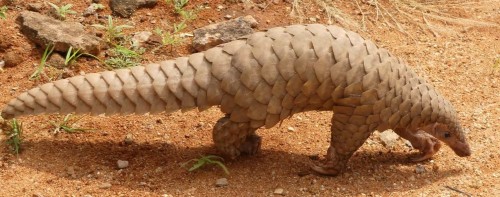 En Vietnam quieren terminar con el trafico de pangolin