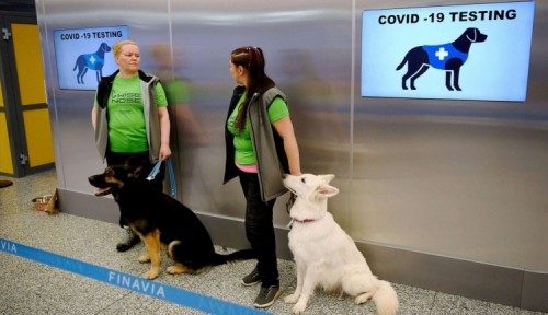 En Finlandia también usan perros detectores de Covid 19