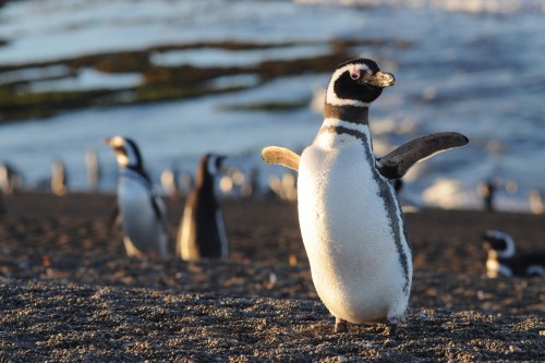 Ya volvieron los pingüinos a Punta Tombo