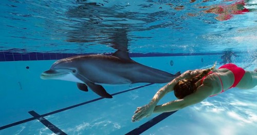 En lugar de delfines: robots en los delfinarios