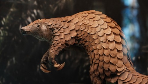 Coronavirus: no fue culpa del pangolin