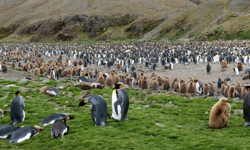 Un iceberg gigantesco amenaza las colonias de pingüinos de las Georgias del Sur