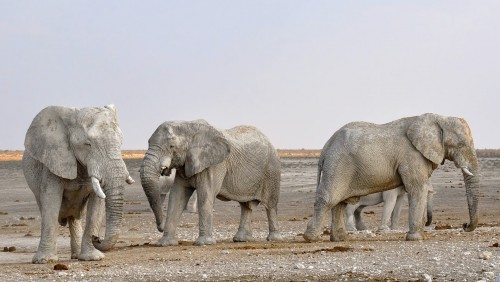 Insólito: Namibia vende sus elefantes