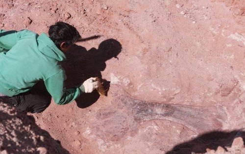 Hallaron un nuevo dinosaurio gigante en Neuquén