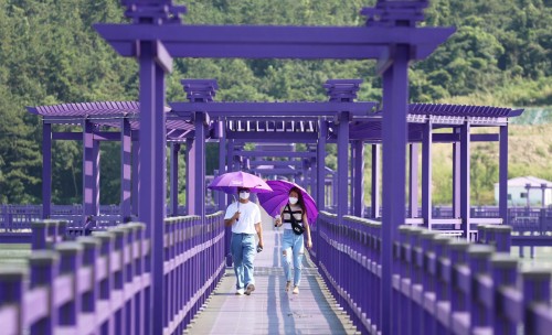 En Corea: dos islas pintadas de violeta para reactivar su turismo