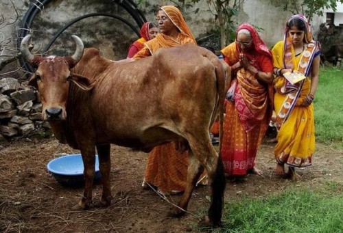 Solo en la India: venden una bebida hecha con orina de vaca