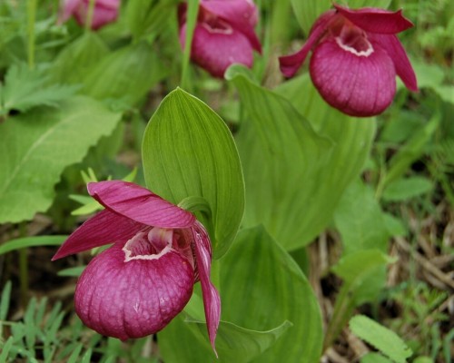 Descubrieron nuevas orquídeas en Siberia