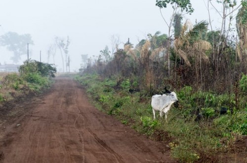 El impacto ambiental de la carne es innegable