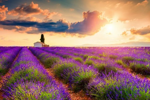 Así combaten las flores el calentamiento global