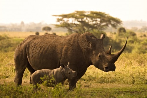 Cuántos individuos hace falta para asegurar la supervivencia de una especie animal