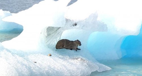 Algunas precisiones sobre la historia del puma atrapado sobre un iceberg