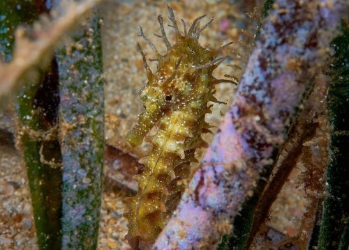 Los pilares del océano, amenazados por el ruido