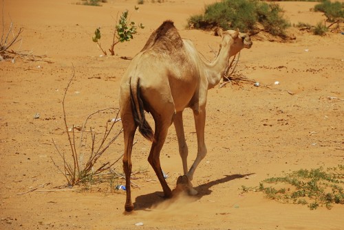 Dos regiones del mundo se volvieron inhabitable debido al recalentamiento global