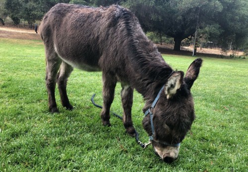 En la Sillicon Valley está el verdadero burro de las películas de Shrek
