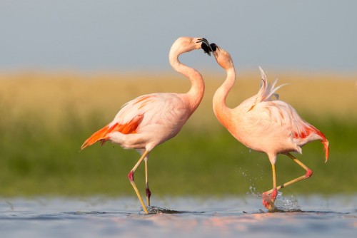 Misterios, flamencos y sorpresas en Mar Chiquita