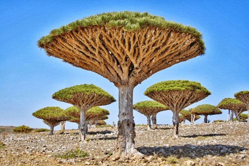 Los secretos del árbol dragón de Socotra