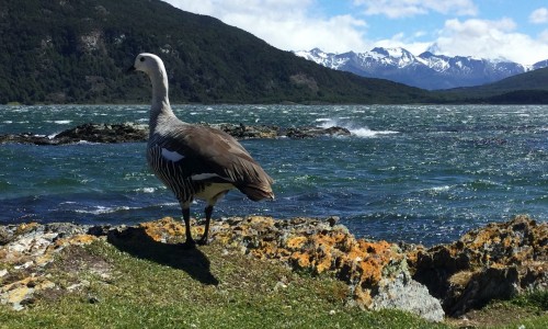 Ushuaia y su naturaleza durante la primavera más austral del mundo