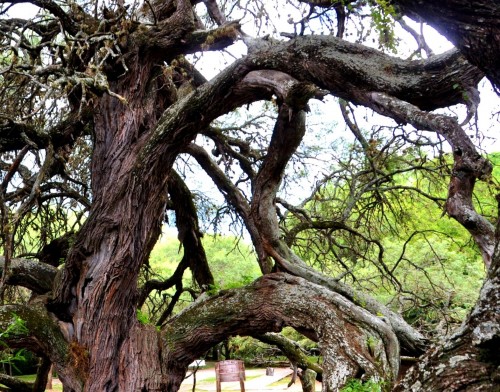 El algarrobo abuelo: árbol histórico de San Luis