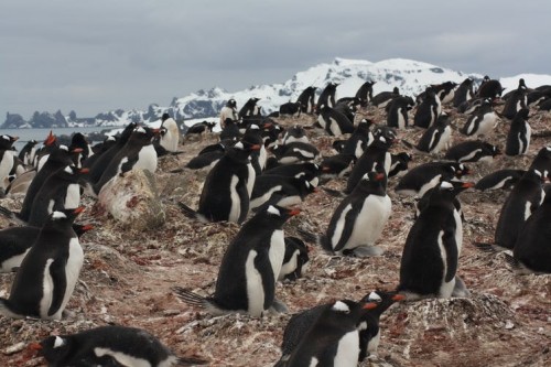 Microplásticos en pingüinos antárticos, la basura silenciosa