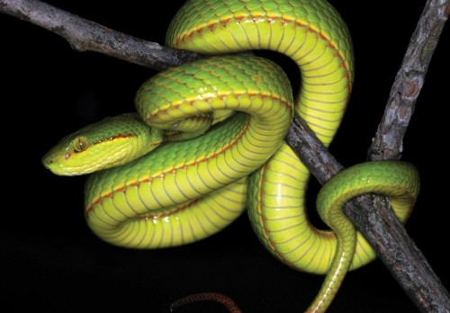 Nuevas especies de animales bautizadas con nombres de la saga Harry Potter