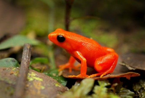 Cambio climático: por qué las especies tropicales son las más amenazadas