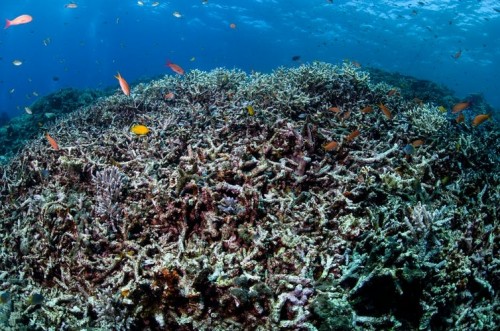 Informe IPCC: Restaurar y conservar los océanos es insuficiente si no frenamos el cambio climático