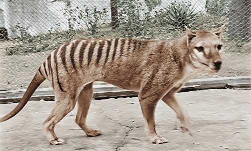 Quieren hacer revivir el tigre de Tasmania