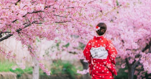 Cuál es el origen del Hanami 
