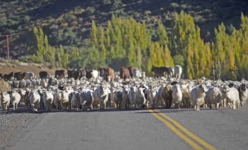 Cómo es la transhumancia en el norte de Neuquén