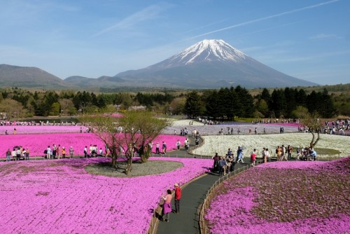 Una maravilla primaveral al pie del Monte Fuji