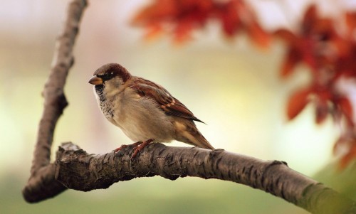 Birding: la versión casera del birdwatching que se vuelve viral