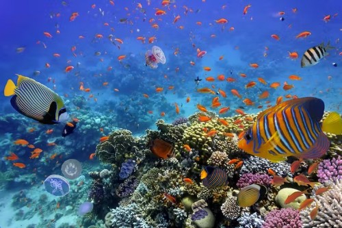La biodiversidad de la Tierra es hoy más rica que nunca, pero vamos camino de destruirla