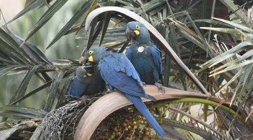 Una esperanza para el guacamayo de Lear