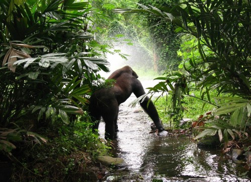 El planeta perdió el 68 % de su fauna desde 1970