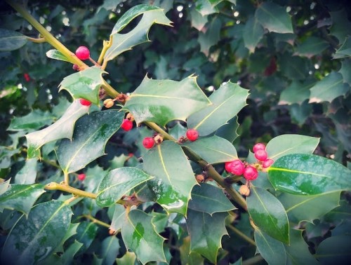 El acebo: mucho más que un símbolo navideño