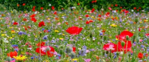 Por qué las flores tienen tantos colores