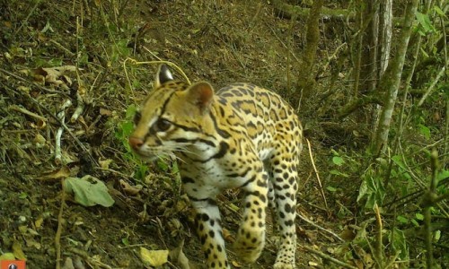 Los bosques fragmentados, un refugio para los mamíferos silvestres que debemos proteger