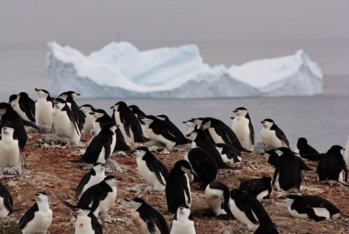 Veinte años caminando entre pingüinos antárticos
