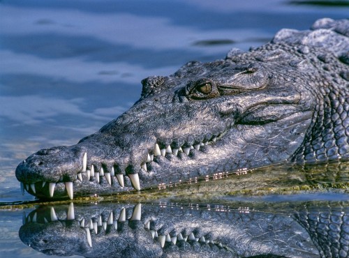 Caimán, cocodrilo, aligator o yacaré: quién es quién
