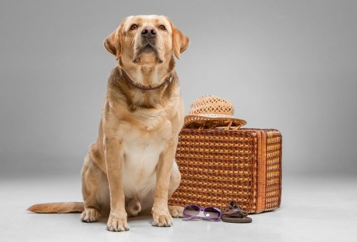 Consejos para viajar con mascotas