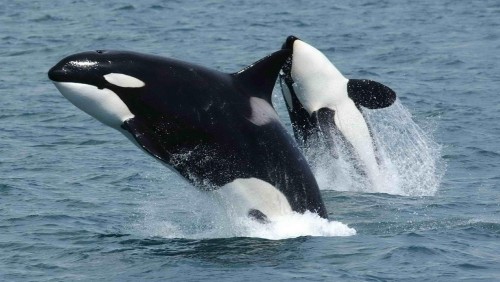 La Semana de las Orcas, en Chubut