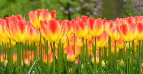 El reino de los tulipanes, en el Keukenhof