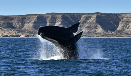 Cuadernos gratuitos de Vida Silvestre sobre la maravillosa naturaleza argentina 