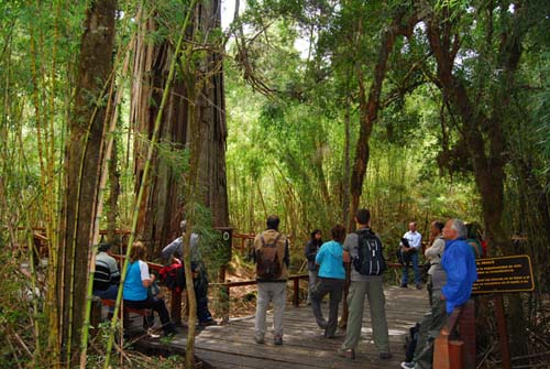 Una visita al parque nacional de los colosos milenarios
