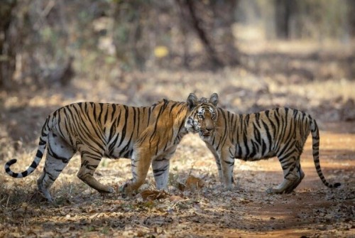 Una buena noticia: hay cada vez más tigres en la India