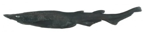 Descubrieron una nueva especie de tiburón