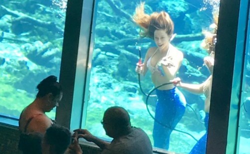 La Sirenita existe y está en Florida