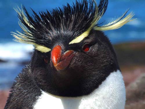 Llegaron los pingüinos de penacho amarillo a la Isla Pingüino
