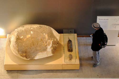 Una visita al renovado Museo de Ciencias Naturales
